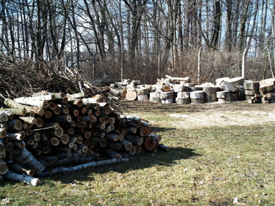 Genügend Holz lag zum Abholen bereit